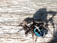 Maratus nigromaculatus
