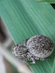 Maratus nigromaculatus