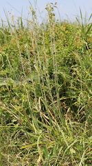 Ornithogalum pyramidale