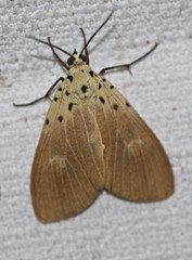 Asota iodamia