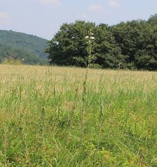 Ornithogalum pyramidale