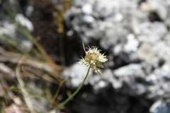 Allium marschalianum