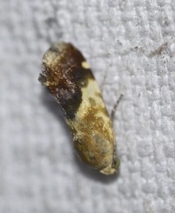 Acontia detrita