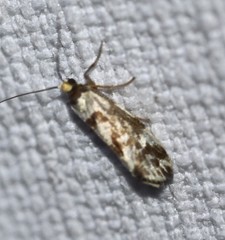 Lactura cristata