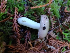 Russula phoenicea