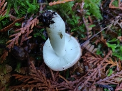 Russula phoenicea