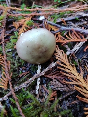 Russula phoenicea