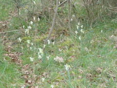 Narcissus triandrus