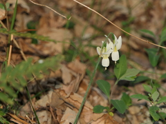 Narcissus triandrus