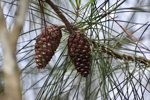 Pinus cubensis, 2020-10-31