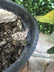Eleutherodactylus nitidus
