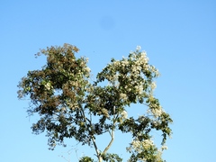 Cordia alliodora