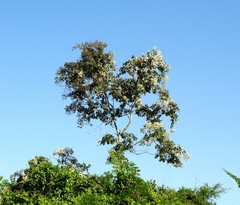 Cordia alliodora