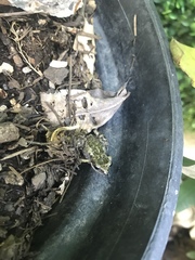 Eleutherodactylus nitidus