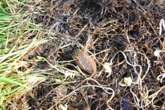 Tandonia sowerbyi