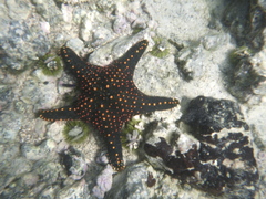 Pentaceraster cumingi