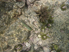 Halichoeres dispilus