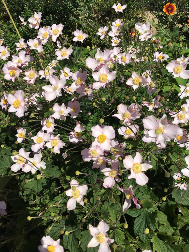 Fall-blooming anemones