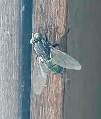 Sarconesia chlorogaster