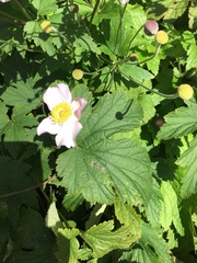 Eriocapitella × hybrida