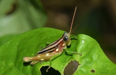 Syntomacris guttulosa