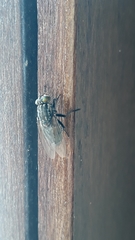 Sarconesia chlorogaster