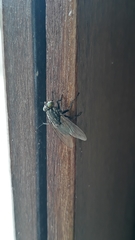 Sarconesia chlorogaster