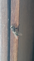 Sarconesia chlorogaster