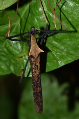 Pseudophasma bispinosum