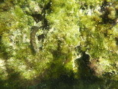 Ophioblennius steindachneri