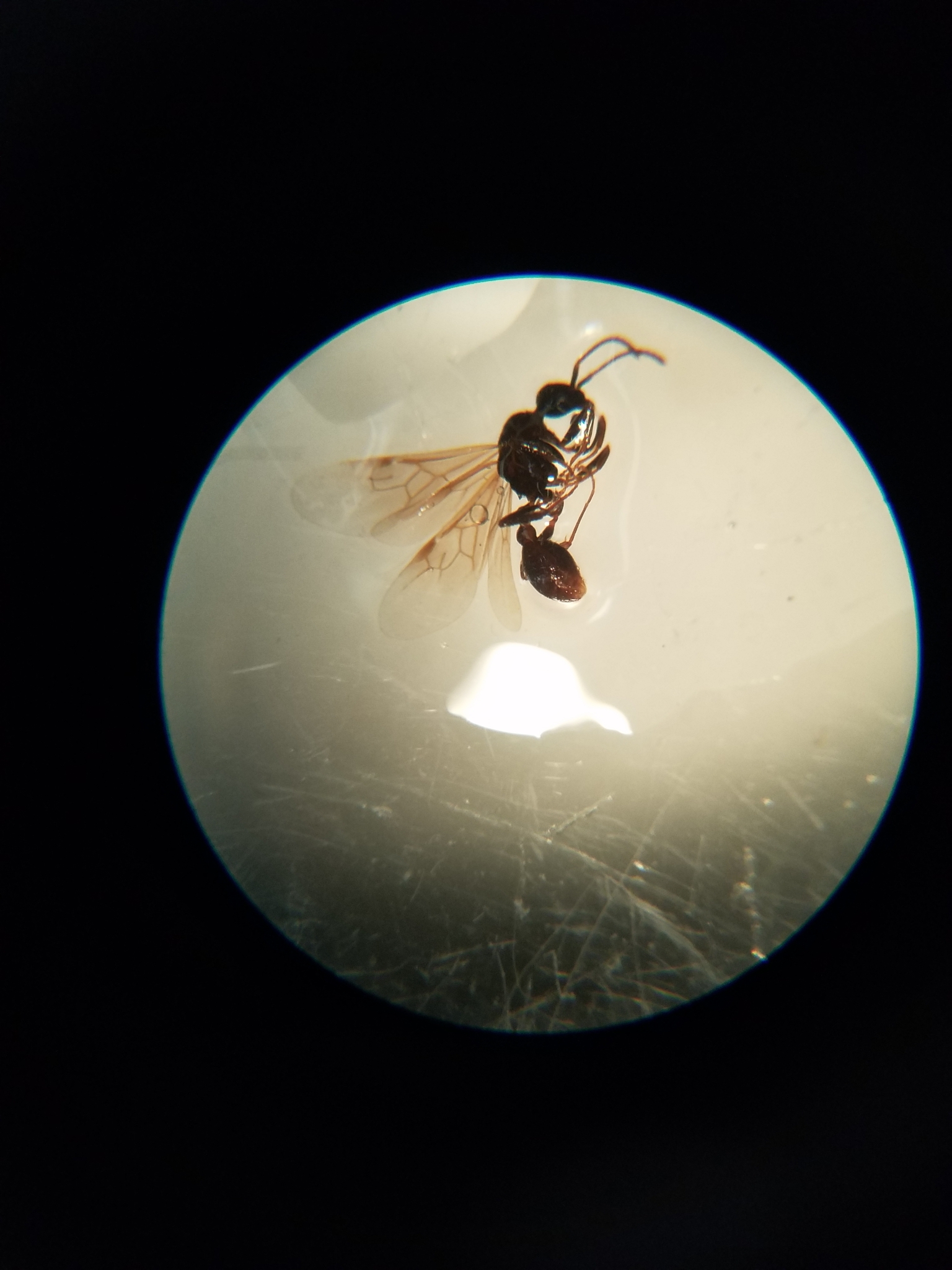 Myrmica americana