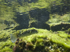 Sphoeroides annulatus