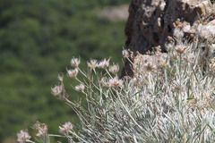 Convolvulus calvertii