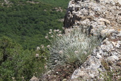 Convolvulus calvertii