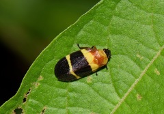 Sphenorhina