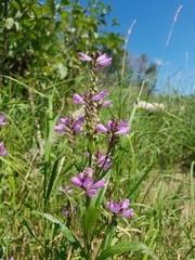 Physostegia ledinghamii