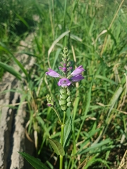 Physostegia ledinghamii