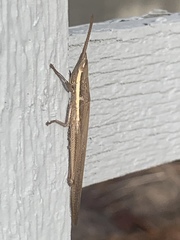 Leptysma marginicollis