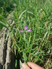 Physostegia ledinghamii