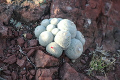 Epithelantha greggii