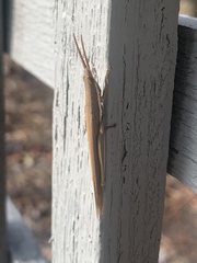 Leptysma marginicollis