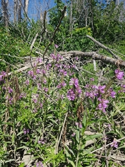Physostegia ledinghamii