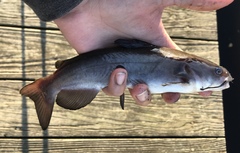 Ameiurus catus