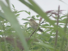 Acrocephalus palustris