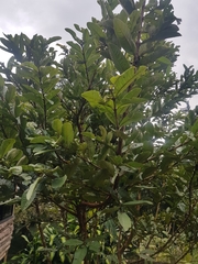 Anacardium occidentale