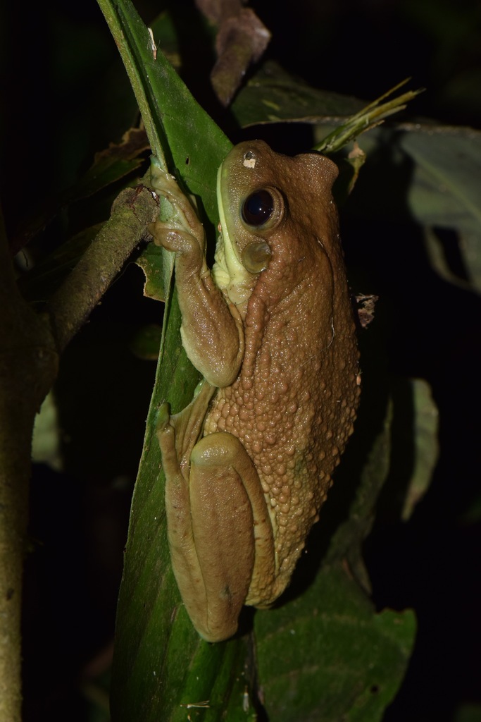 Amazonian Milk Frog