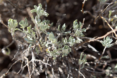 Artemisia bigelovii