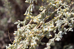 Artemisia bigelovii