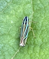 Cicadellidae