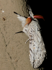 Afroplitis dasychirina